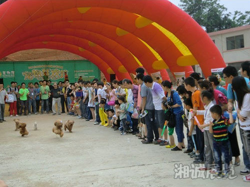 長沙生態(tài)動物園“寵物狂歡節(jié)”全場布置